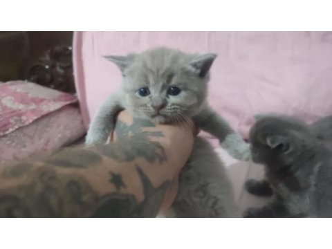 British shorthair yavrular