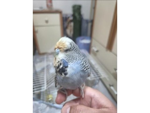 Show jumbo muhabbet kuşumuz