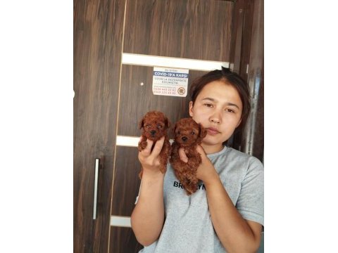Sevgi dolu ailelerimiz için poodle bebekler