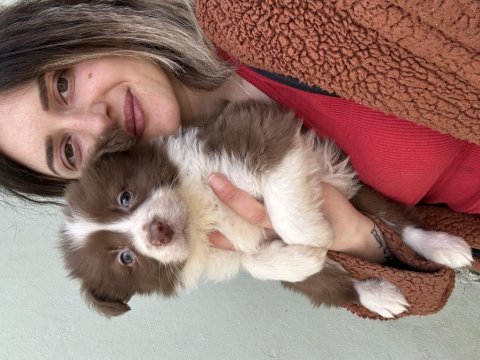 Border collie yavrular