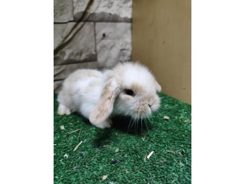 Orjinal hollanda lop tavşanları / istanbul / gönderim var