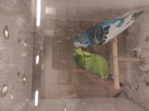 Şov jumbo tepeli muhabbet kuşu