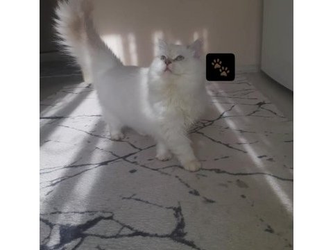 British longhair dişi