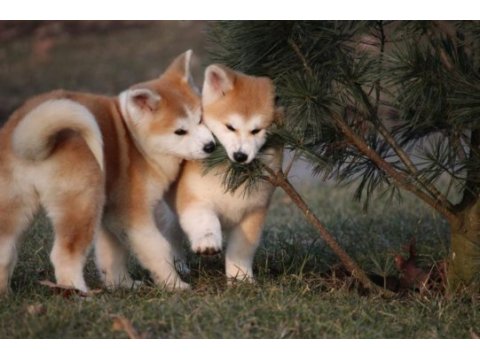Japon akita inu yavruları istanbul