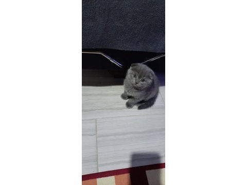 Oyuncu scottish fold