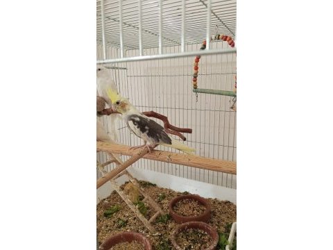 2 aylık sultan papağanı yavrular