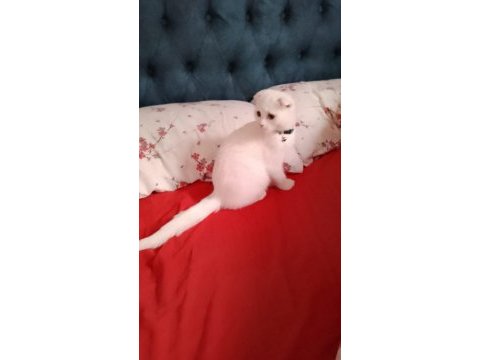 Scottish fold erkek kedimiz