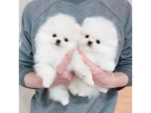 Pomeranian yavrular ilk aşıları yapıldı