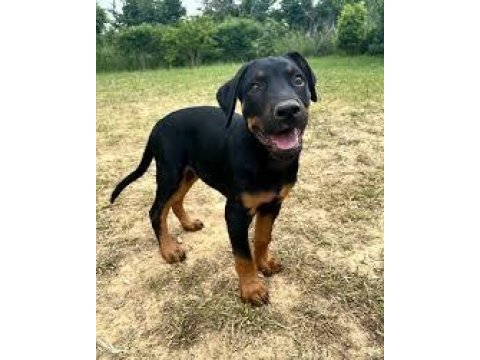 2 aylık ihtişamlı erkek dişi doberman yavrularım