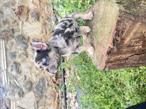 Her renk french bulldog mevcuttur