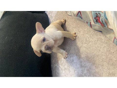 French bulldog egzotık renkler