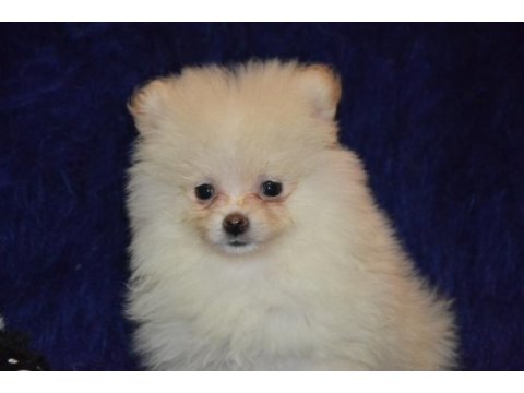 Pomeranian boo erkeğimiz