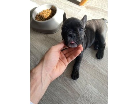 Brındle french bulldog