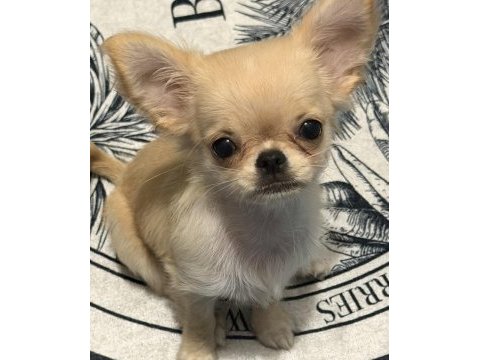 Chihuahua 4 aylık