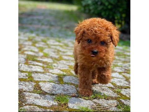 Ruhsatlı üreticiden toy poodle bebekler