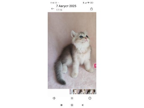 Şafkan british shorthair