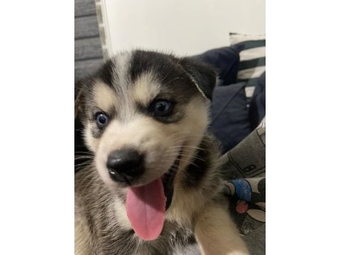 Sibirya kurdu husky