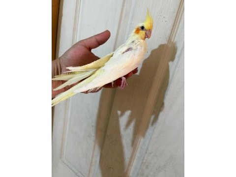 54 günlük ful evcil lutino sultan papağanı bebek