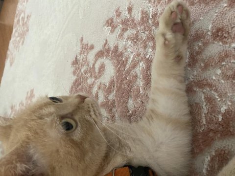 British longhair dişi kedimiz