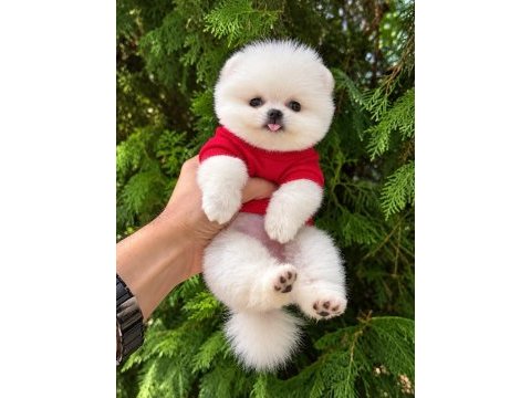 Ayı surat köpeklerimiz