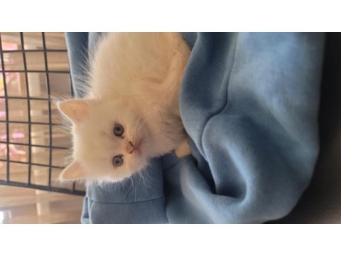 Himalayan cinsi kedimiz