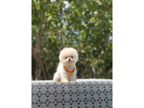 Safkan a class ayıcık pomeranian boo bebekler