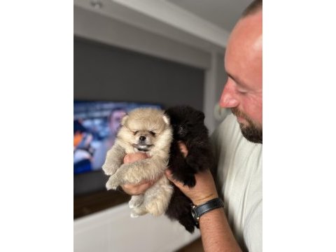 Pomeranian ayıcıklar