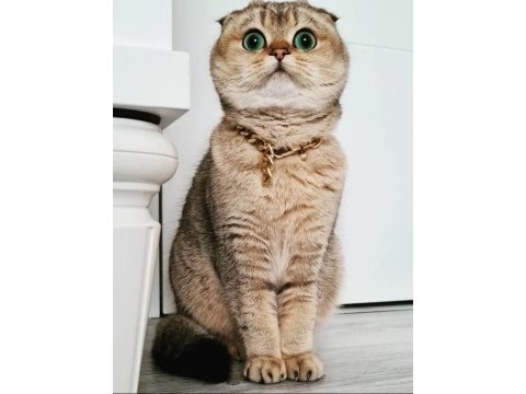 Sfs ny 25 scottish fold