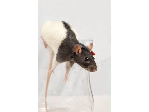 Bırbırınden sevımlı rat fareler