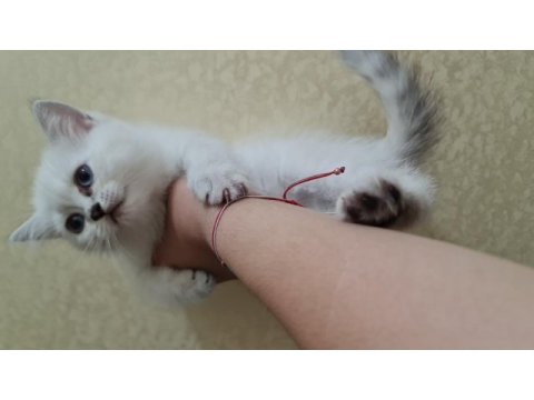 2 aylık british shorthair acil sahiplendirme