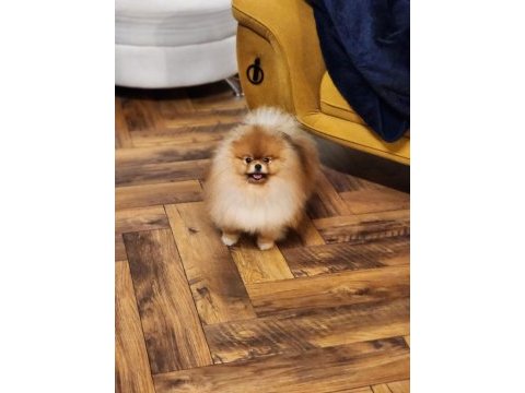 Show class erkek eşsiz güzellikte pomeranian boo