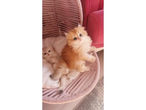 Secereli british longhair yavrularımız