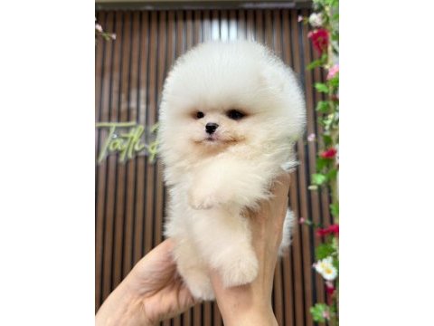 Irk ve sağlık garantili pomeranian boo bebekler