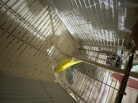 Uykunu muhabbet kuşu takımları verilecektir