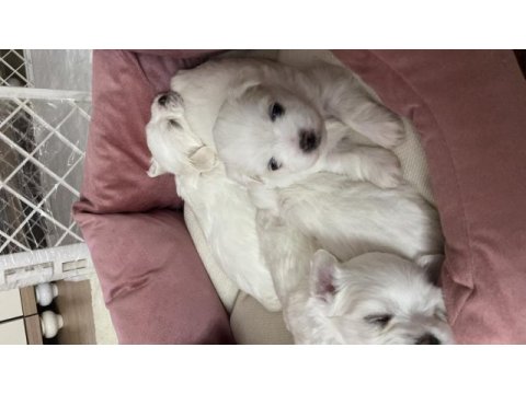 Sıfır maltese