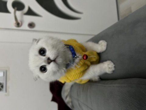 Tüm aksesuarlarıyla yavru scottish fold