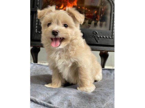 Zeki ve tüy dökmeyen maltipoo yavrularımız