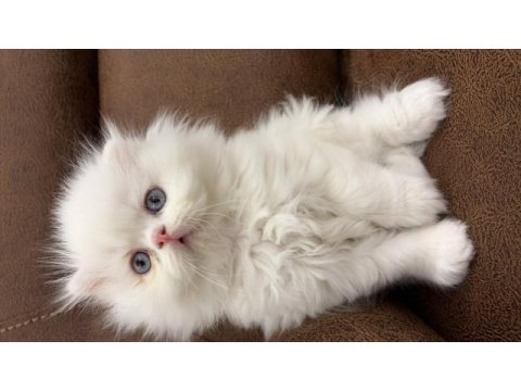 Bembeyaz mavi gözlü scottish longhair erkek yavrularımız
