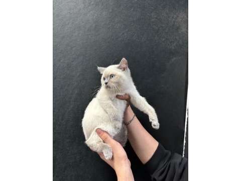 British blue point yavrular