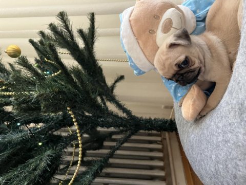 Dişi safkan pug