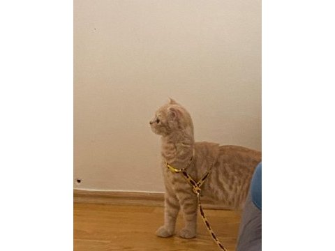 Scottish fold lokum yeni sahibini bekliyor