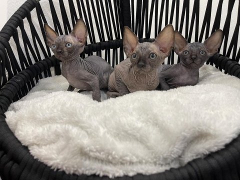 Sphynx sfenks tüysüz dişi erkek yavruları
