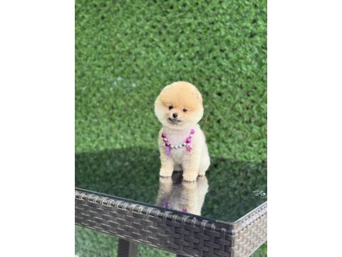 Sağlık ve ırk garantili pomeranian yavruları