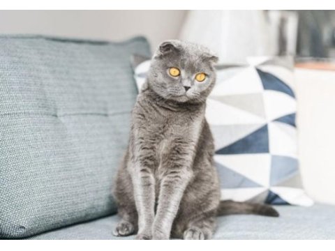 Scottish fold aşıları tam dişi