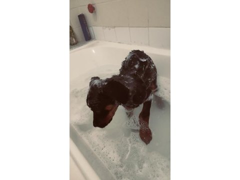 3,5 aylık dişi rottweiler aşıları tam
