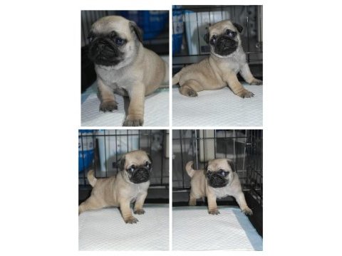 Pug mops yavrular