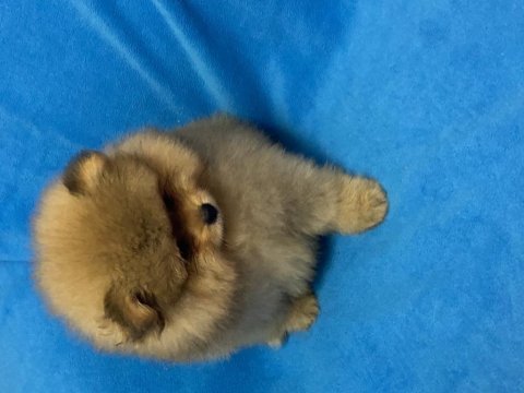 2,5 aylık erkek pomeranian boo