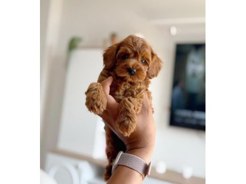 Tuvalet eğitimli kore toy poodle