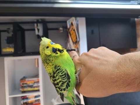 Show jumbo muhabbet kuşumuz yeni yuvasını arıyor