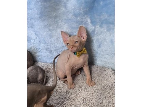 Naked beauty sphynx kedisi